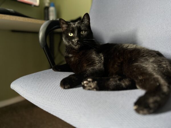 Dude looking handsome laying in the Good Shit Fitness office chair