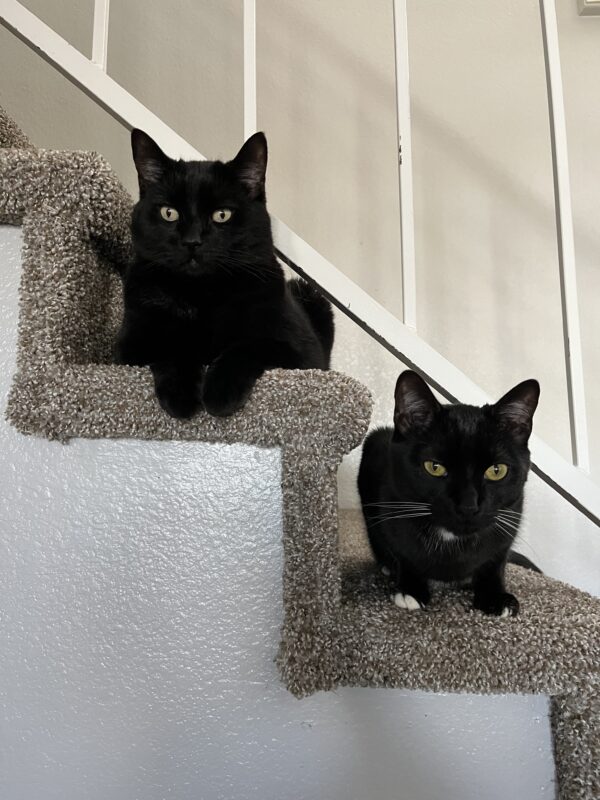 Dude and Smokey posing on the stairs for Good Shit Fitness