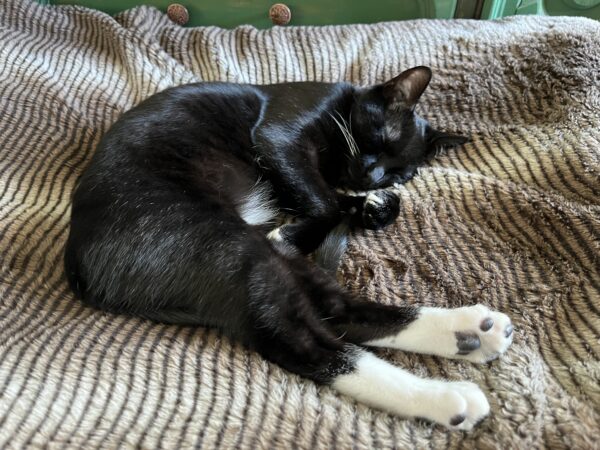 Salem the tuxedo cat sleeping on a blanket