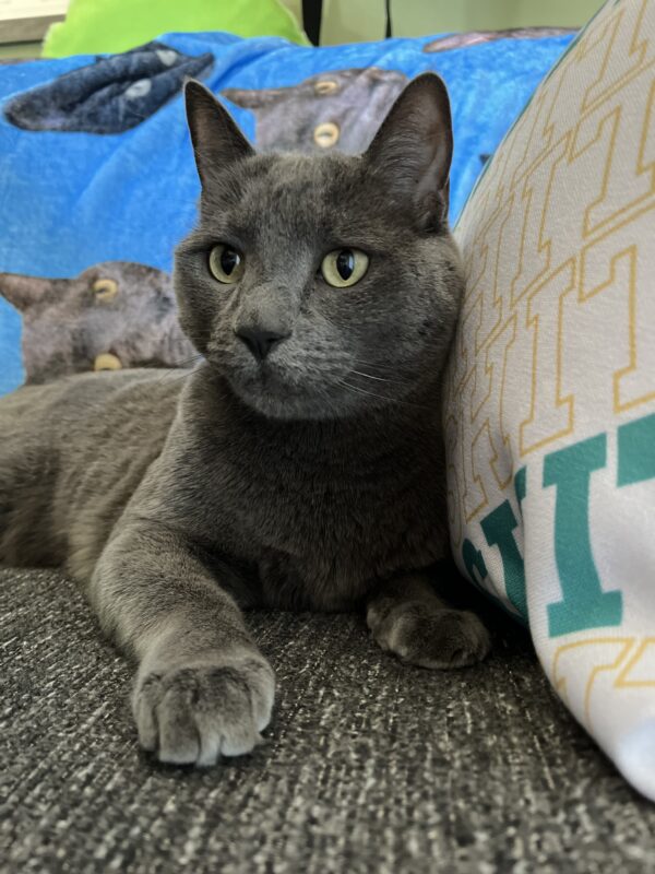 Smokey the cat posing next to a Good Shit Fitness pillow